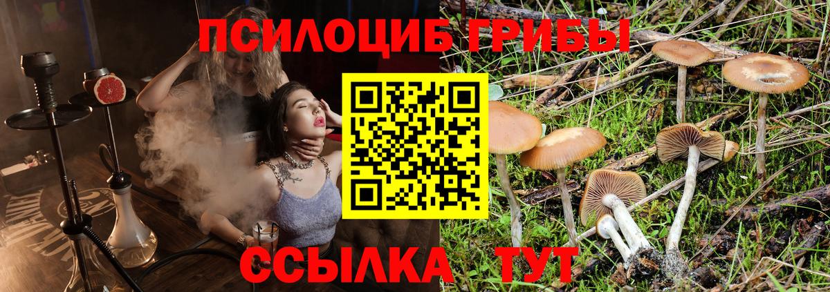 Псилоцибиновые грибы Psilocybe Курганинск